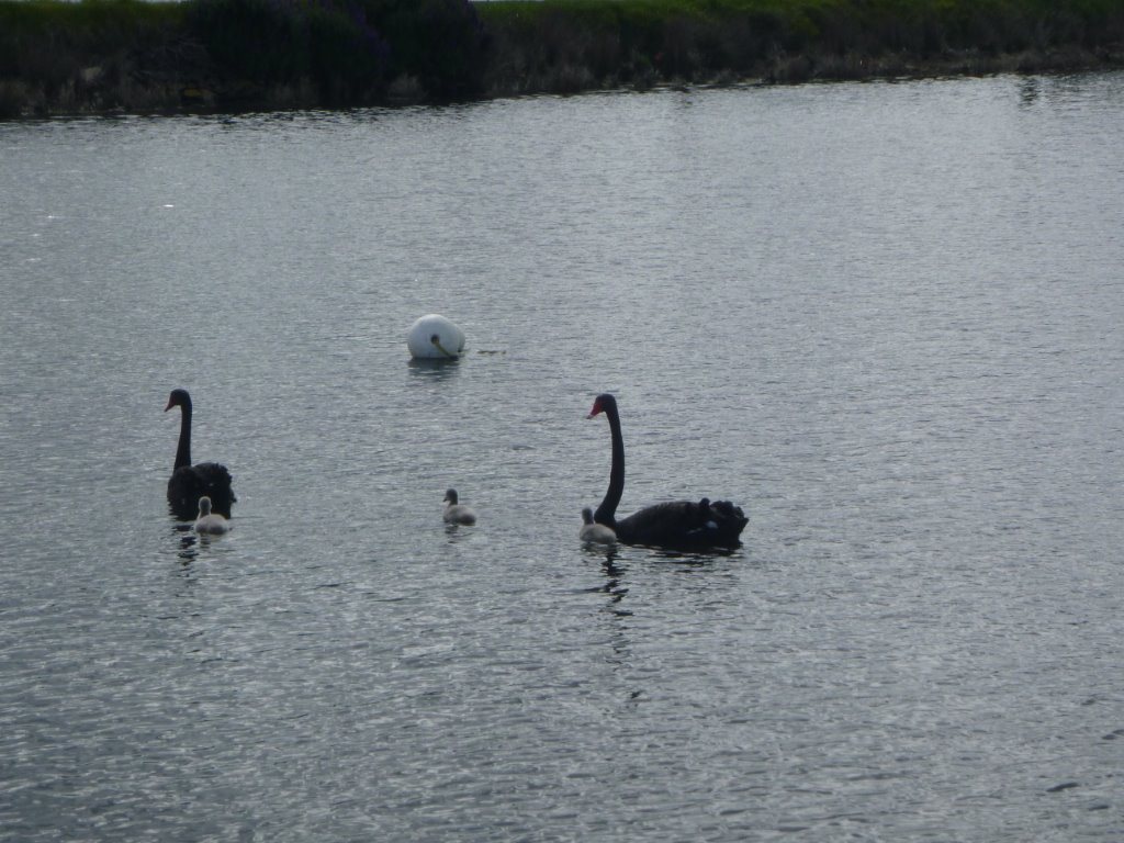 Bridgewater Bridge work 1